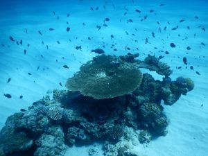 伊平屋 ダイビングポイント