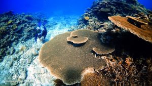 伊是名 屋那覇のスカシネ