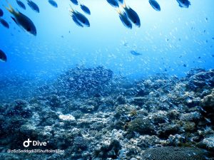 伊是名 ダイビングポイント