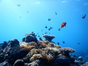 石垣 ダイビングポイント