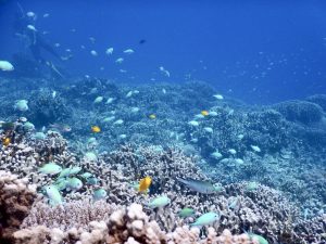 石垣 ダイビングポイント