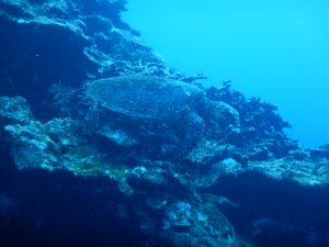 石垣島 ダイビング