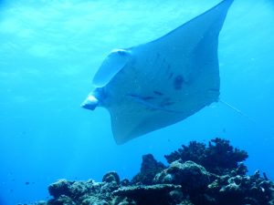 石垣 マンタスクランブル