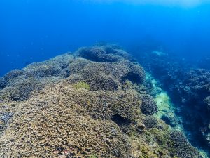 沖縄 東海岸ダイビング