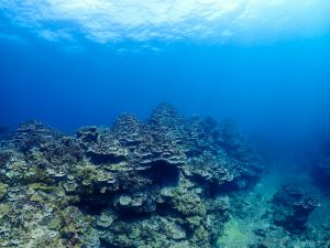 沖縄 東海岸ダイビング