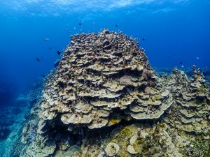 沖縄 東海岸ダイビング エッグ岩