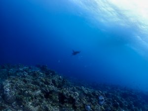 恩納村 ダイビングライセンス