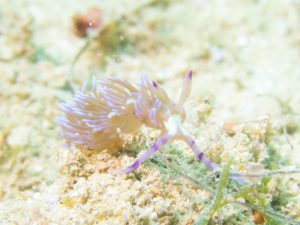 東海岸 調査ダイビング