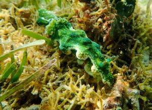 恩納村 ダイビングライセンス