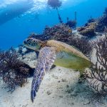 恩納村 山田ポイントでウミガメとダイビングライセンス