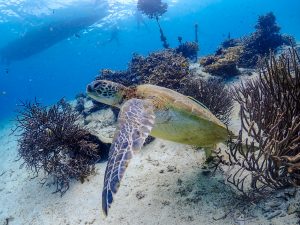 恩納村 ダイビングライセンス