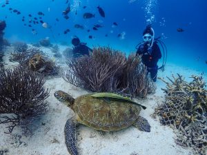 恩納村 ダイビングライセンス