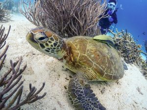 恩納村 ダイビングライセンス