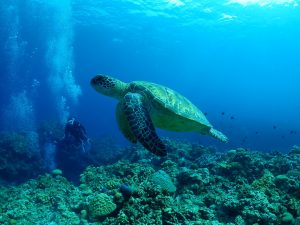 ケラマ ダイビング