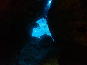 ケラマ ダイビング