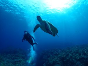 ケラマ ダイビング