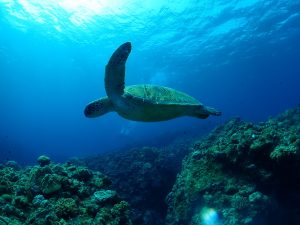 ケラマ ダイビング