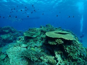 ケラマ ダイビング