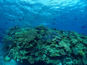 ケラマ ダイビング