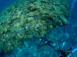 ケラマ ダイビング