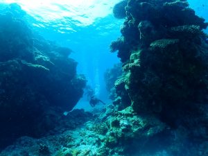 ケラマ ダイビング