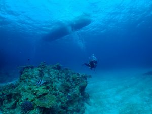 ケラマ ダイビング