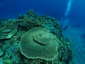 ケラマ ダイビング