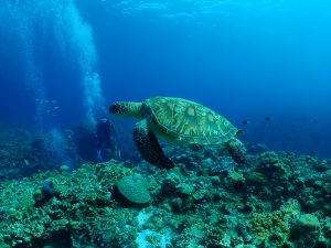 ケラマ ダイビング