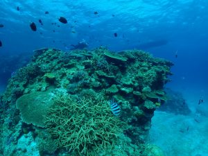 ケラマ ダイビング