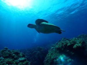 ケラマ ダイビング