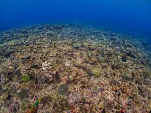 恩納村 ダイビング