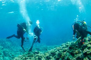 恩納村 ダイビング