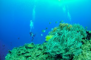 恩納村 ダイビング