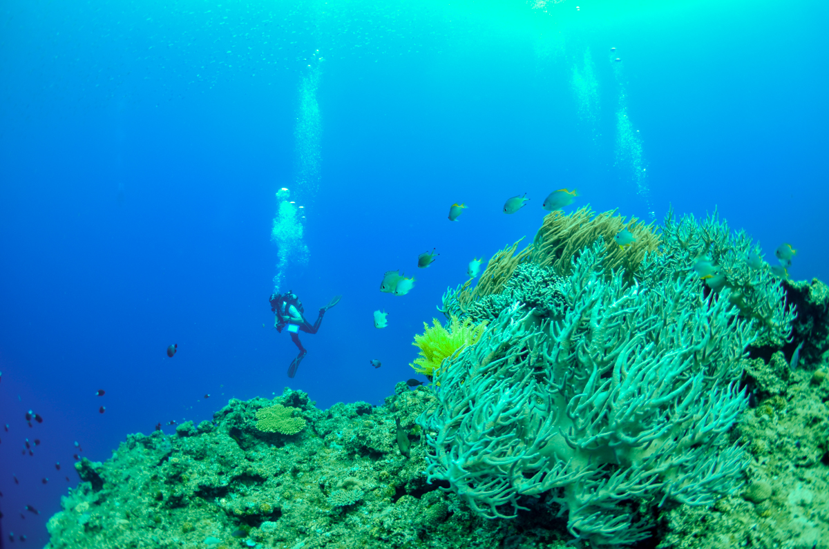 恩納村 ダイビング