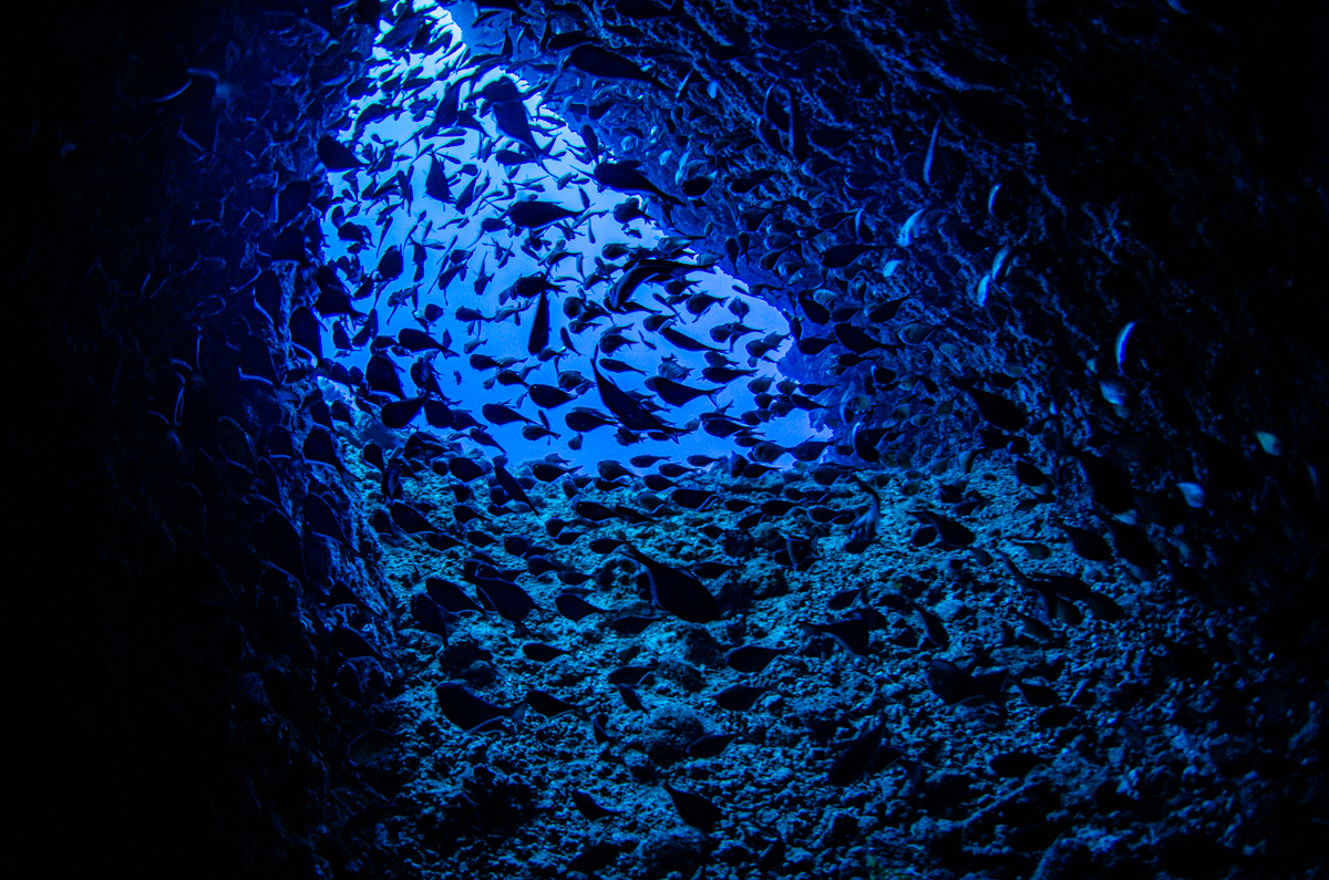 恩納村 ダイビング