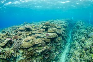 恩納村 ダイビング サンゴの産卵