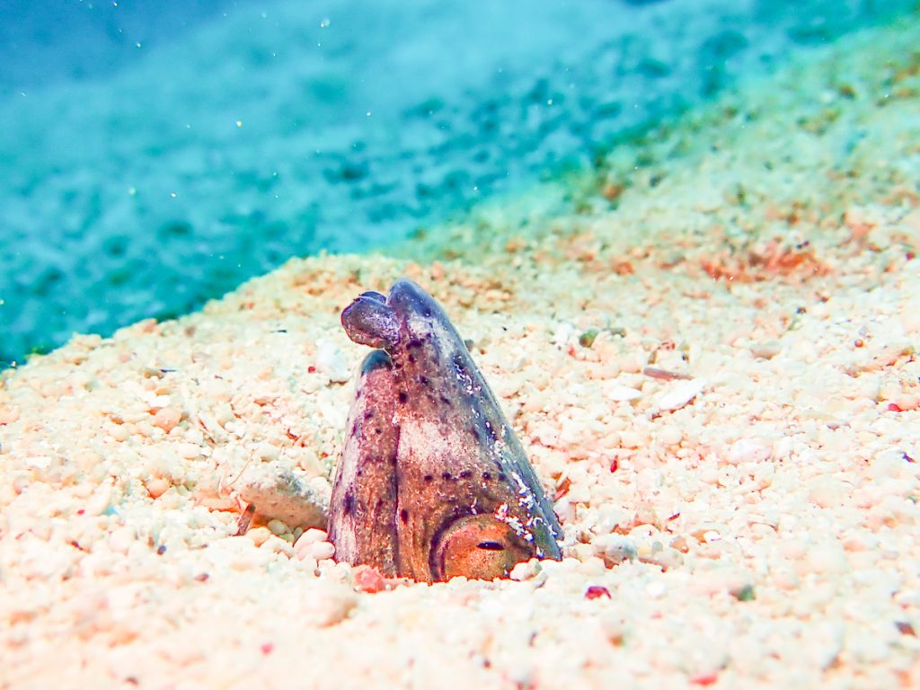 恩納村 ダイビングライセンス