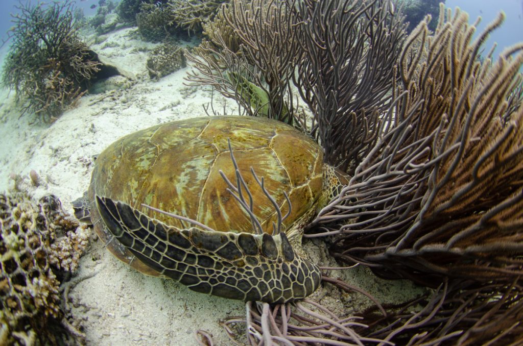 恩納村 ダイビングライセンス