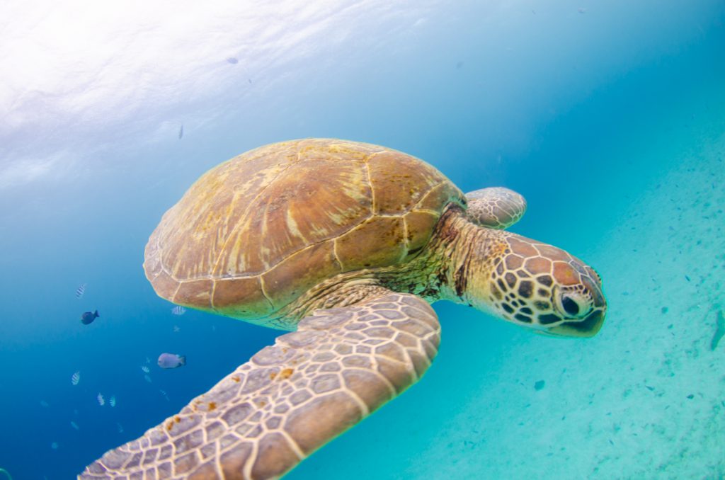 恩納村 ダイビングライセンス