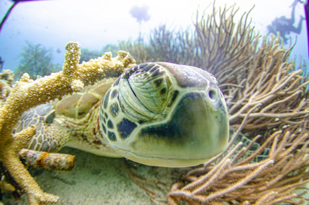 恩納村 ダイビングライセンス