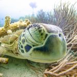 恩納村 久しぶり青の洞窟ダイビング