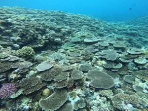 恩納村 ダイビングライセンス