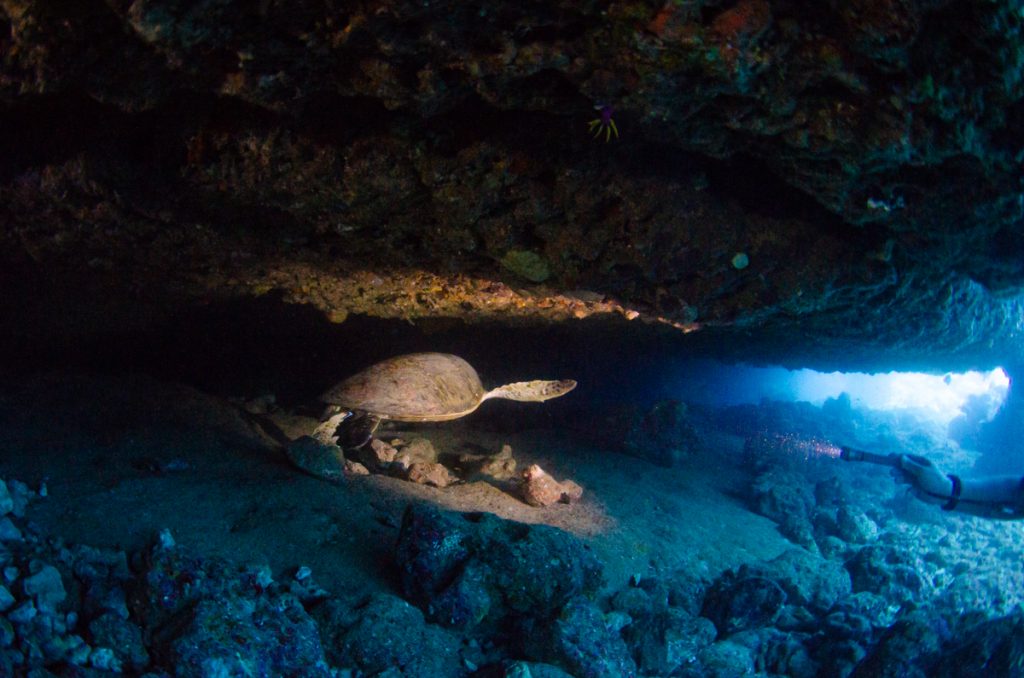 万座 ダイビング