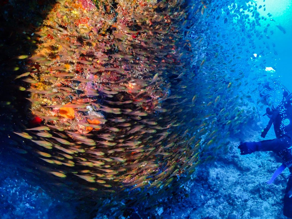 万座　ファンダイビング