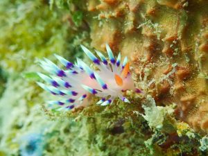 レッドビーチ ダイビング