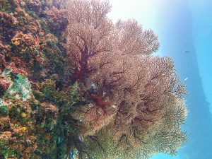 恩納村 ダイビングライセンス