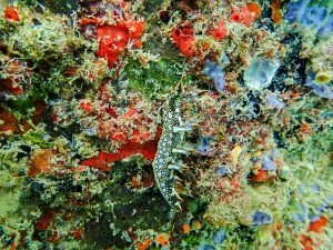 ヒオドシユビウミウシ