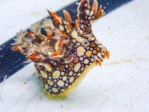 ヒオドシユビウミウシ