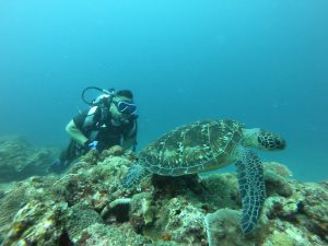 恩納村真栄田岬ダイビング　久しぶりに潜ったらカメが増えてた