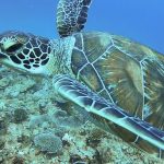 恩納村 真栄田岬　沖の根